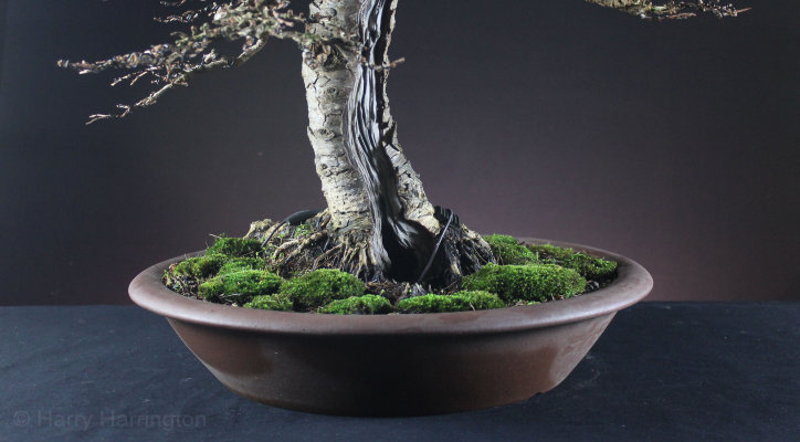 Larch Bonsai Carving and Styling 